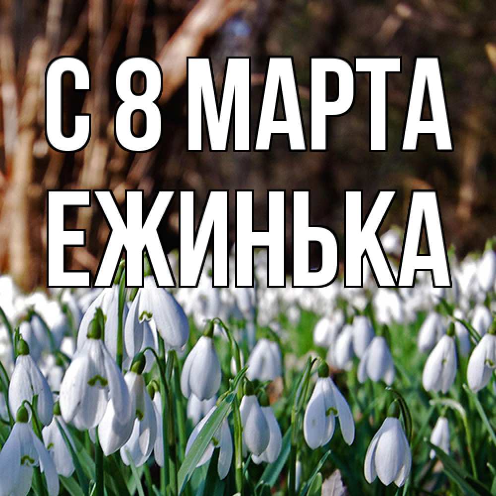 Открытка на каждый день с именем, ежинька C 8 МАРТА с подснежниками 1 Прикольная открытка с пожеланием онлайн скачать бесплатно 