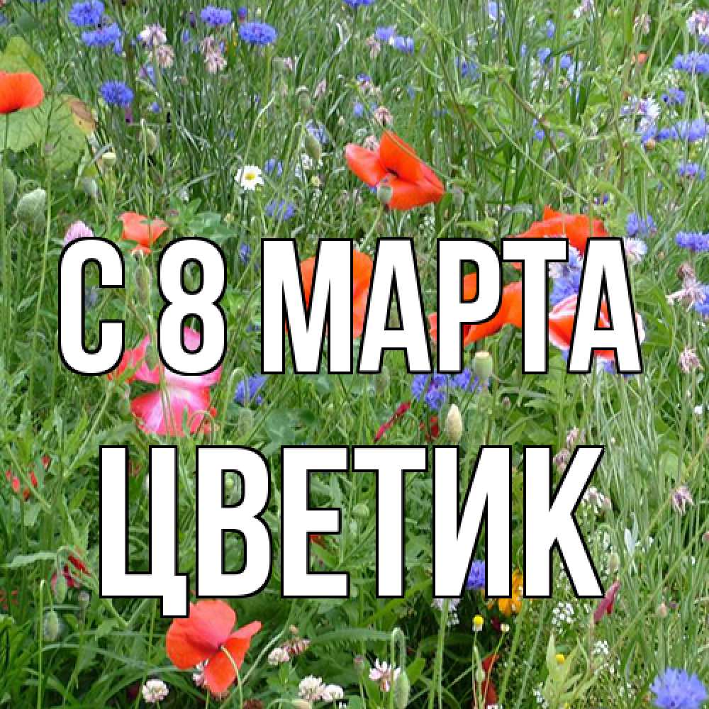 Открытка на каждый день с именем, цветик C 8 МАРТА международный женский день 4 Прикольная открытка с пожеланием онлайн скачать бесплатно 