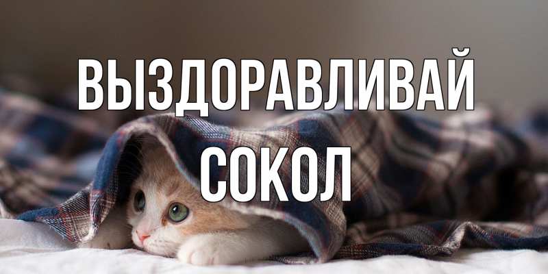 Картинка Выздоравливай, Сокол