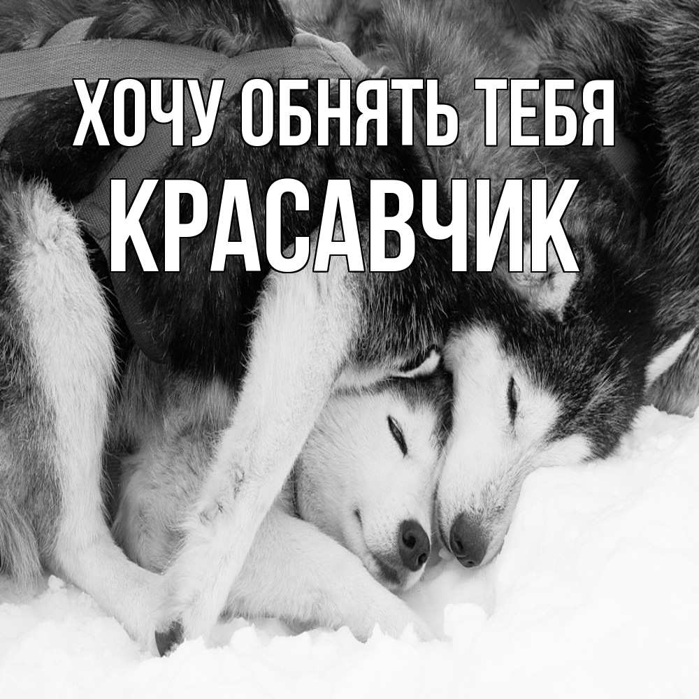 Открытка на каждый день с именем, Красавчик Хочу обнять тебя собачки в упряжке Прикольная открытка с пожеланием онлайн скачать бесплатно 
