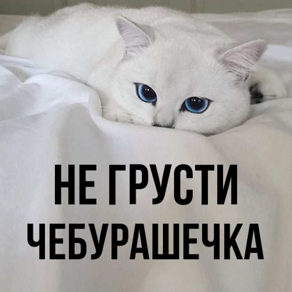 Открытка на каждый день с именем, Чебурашечка Не грусти Голубоглазая кошка Прикольная открытка с пожеланием онлайн скачать бесплатно 