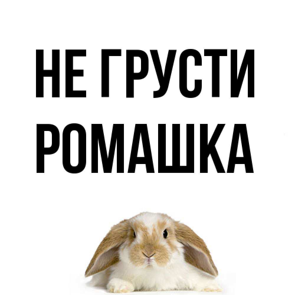 Открытка на каждый день с именем, Ромашка Не грусти коричнево белый заяц с большими ушками Прикольная открытка с пожеланием онлайн скачать бесплатно 