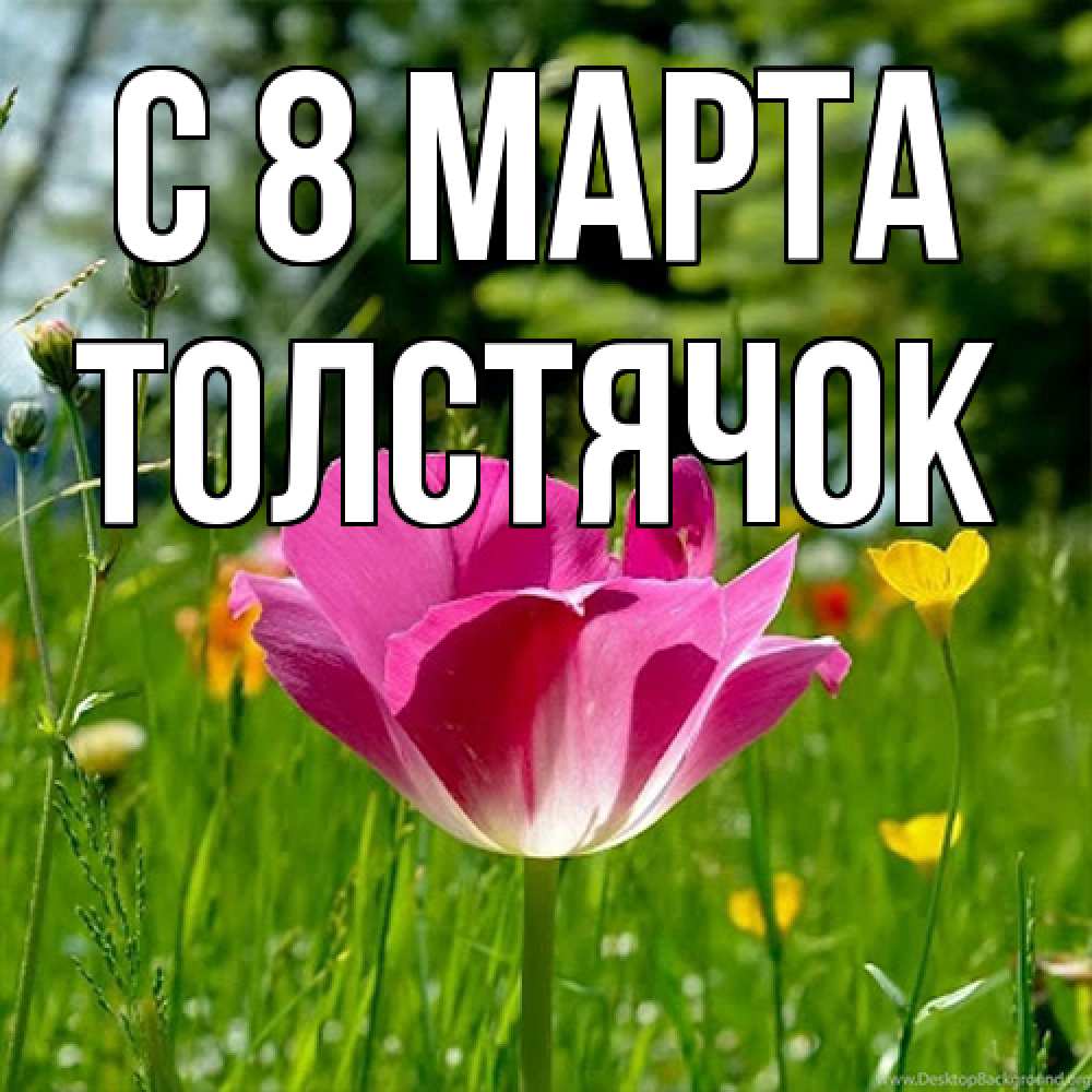 Открытка на каждый день с именем, Толстячок C 8 МАРТА полевые цветы Прикольная открытка с пожеланием онлайн скачать бесплатно 