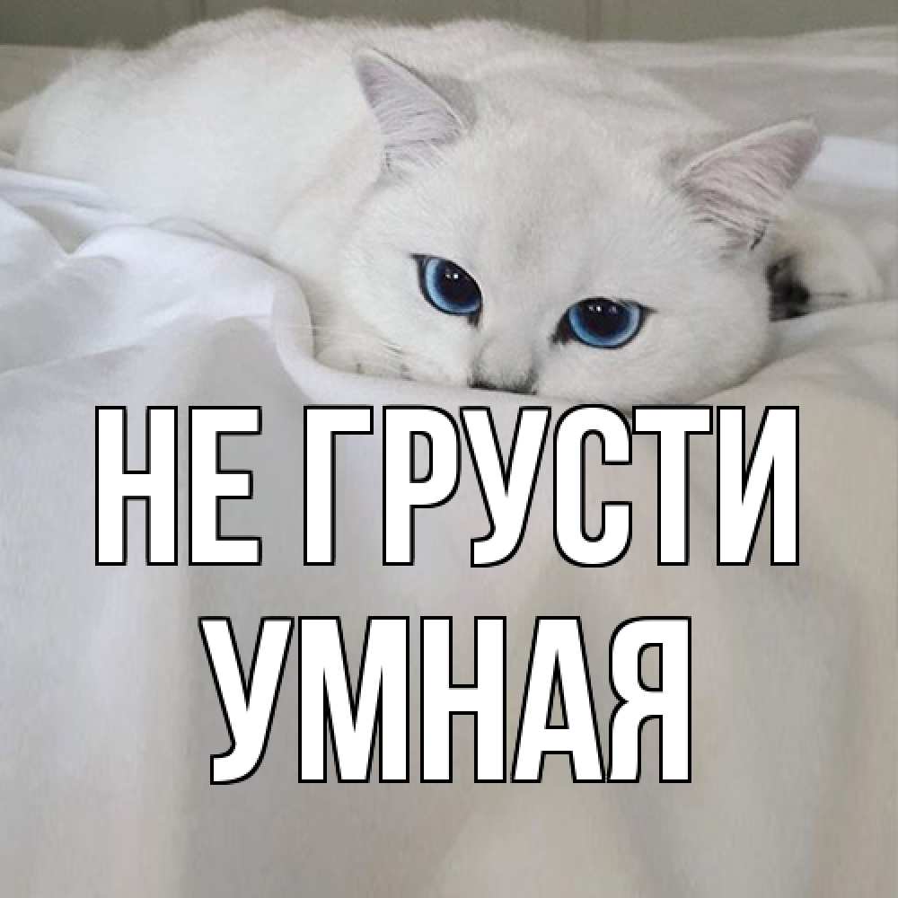 Открытка на каждый день с именем, Умная Не грусти белый кот с голубыми глазами на белоснежной кровати Прикольная открытка с пожеланием онлайн скачать бесплатно 