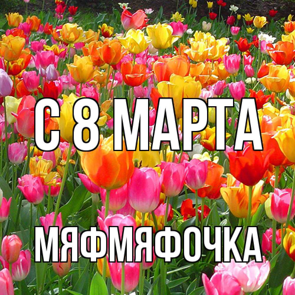 Открытка на каждый день с именем, мяфмяфочка C 8 МАРТА на международный женский день Прикольная открытка с пожеланием онлайн скачать бесплатно 