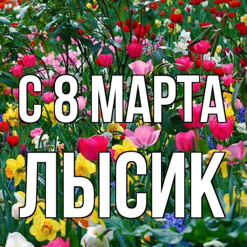 Картинка C 8 МАРТА, Лысик