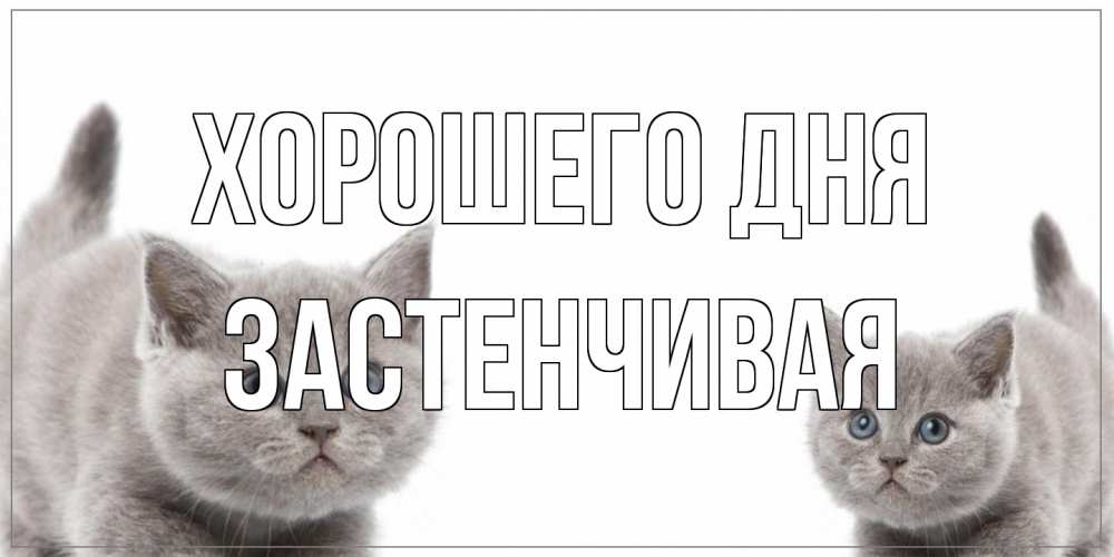 Открытка на каждый день с именем, Застенчивая Хорошего дня открытка с котами Прикольная открытка с пожеланием онлайн скачать бесплатно 