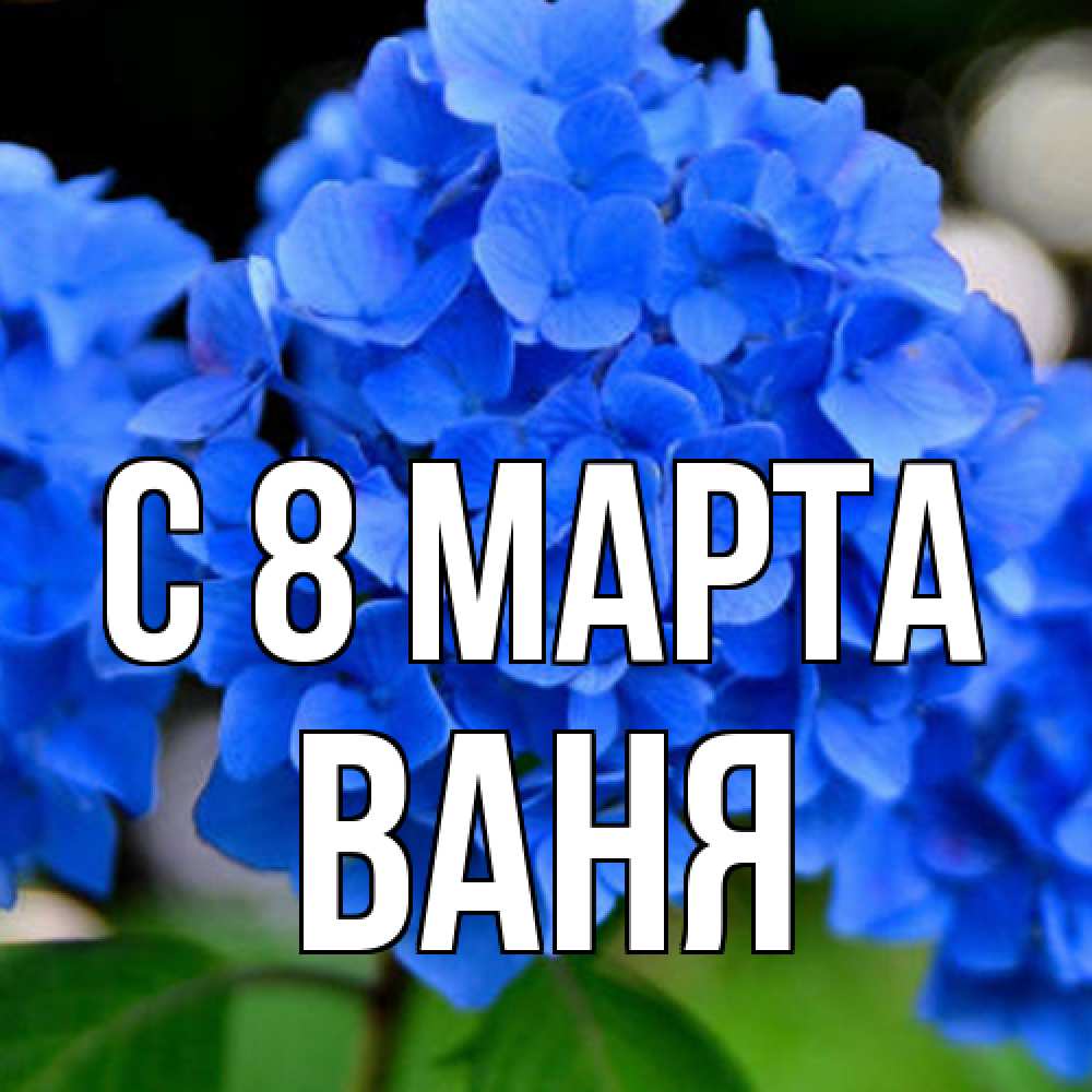 Открытка на каждый день с именем, Ваня C 8 МАРТА синие цветы Прикольная открытка с пожеланием онлайн скачать бесплатно 