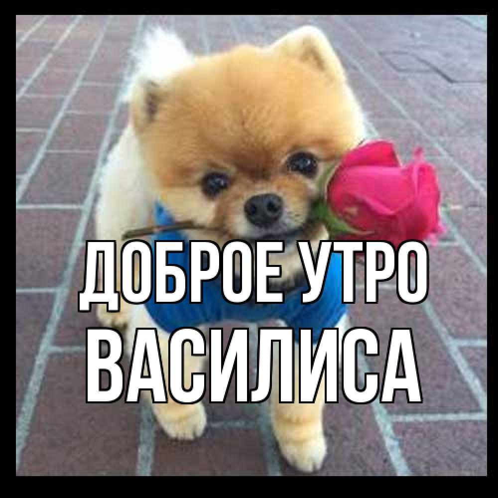 Открытка на каждый день с именем, Василиса Доброе утро роза в зубах Прикольная открытка с пожеланием онлайн скачать бесплатно 