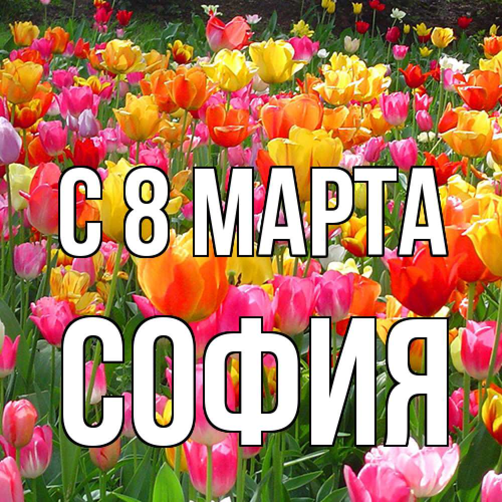Открытка на каждый день с именем, София C 8 МАРТА на международный женский день Прикольная открытка с пожеланием онлайн скачать бесплатно 