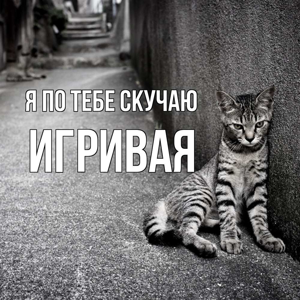 Открытка на каждый день с именем, игривая Я по тебе скучаю одиноко котику Прикольная открытка с пожеланием онлайн скачать бесплатно 