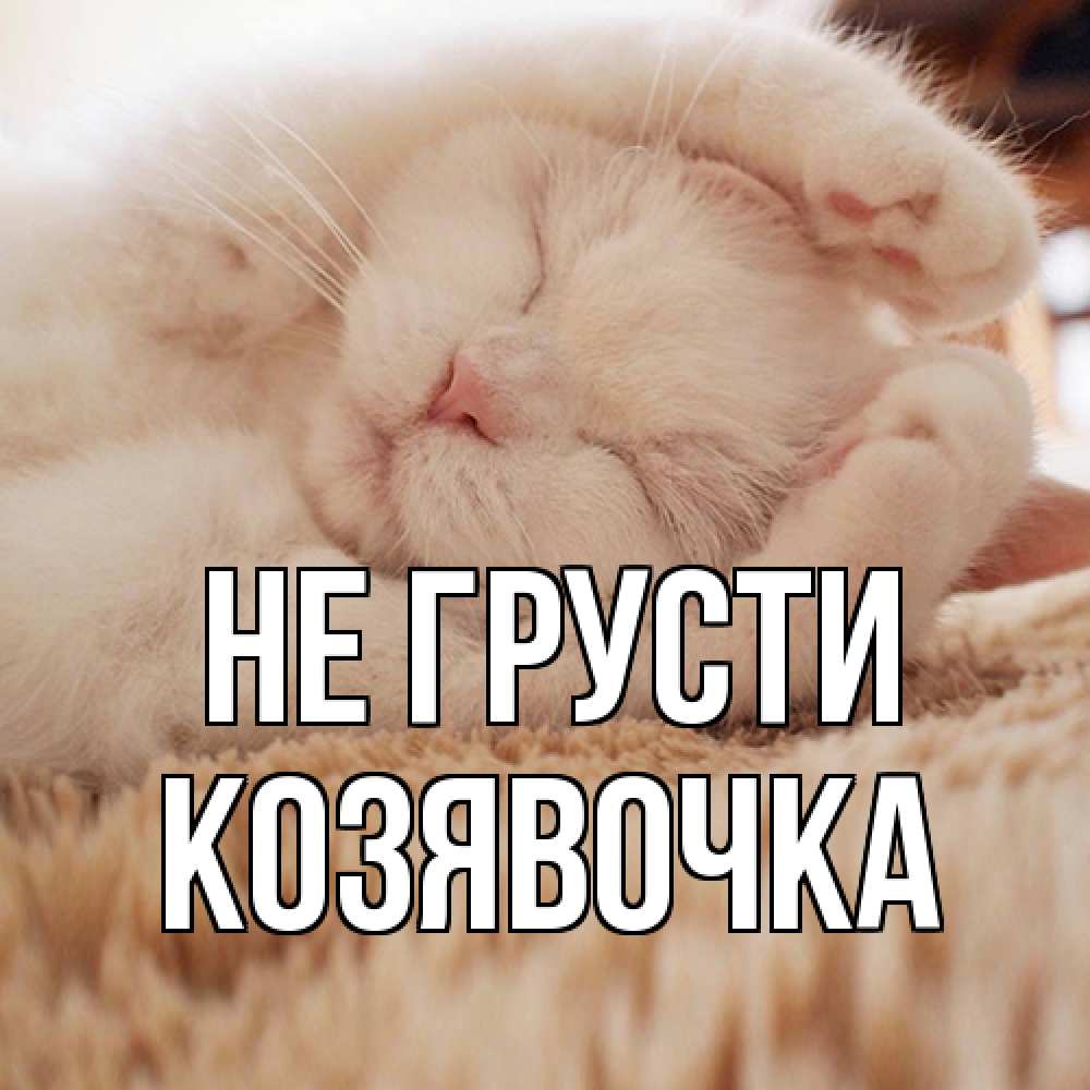 Открытка на каждый день с именем, Козявочка Не грусти белый кот Прикольная открытка с пожеланием онлайн скачать бесплатно 