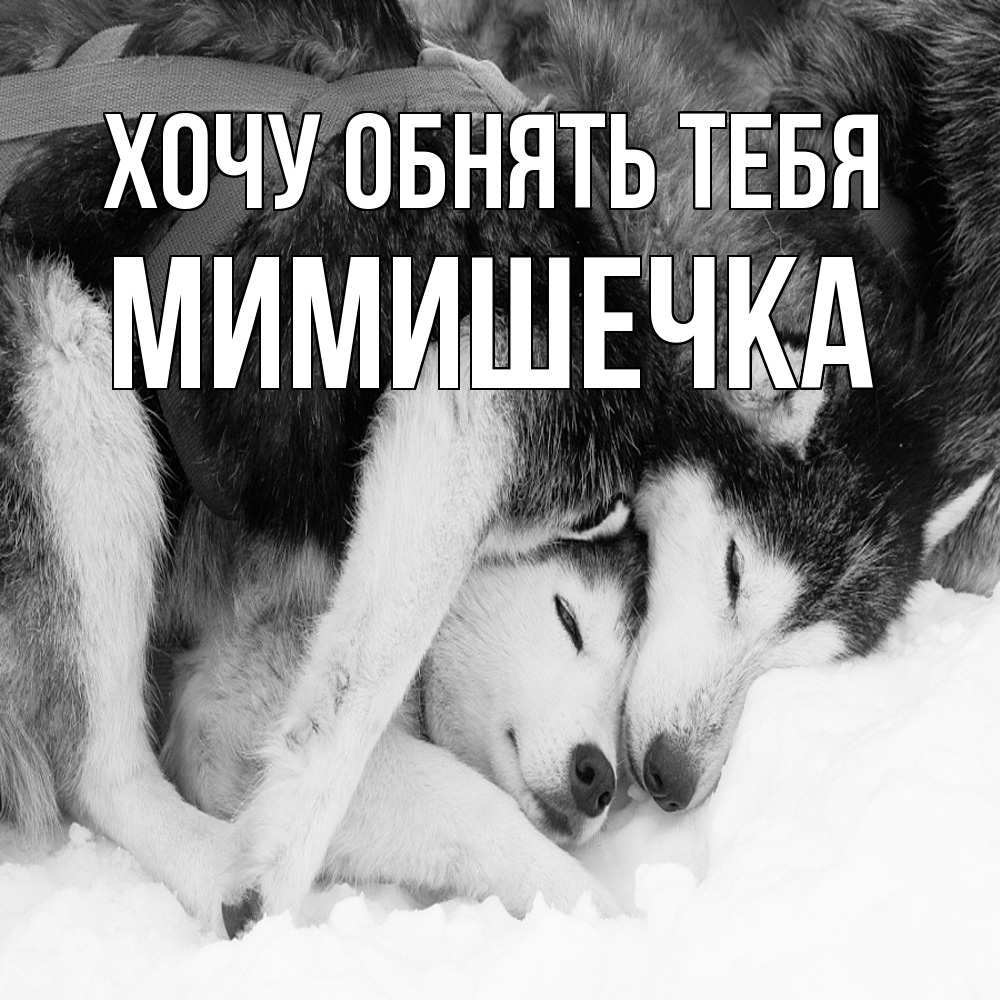 Открытка на каждый день с именем, мимишечка Хочу обнять тебя собачки в упряжке Прикольная открытка с пожеланием онлайн скачать бесплатно 
