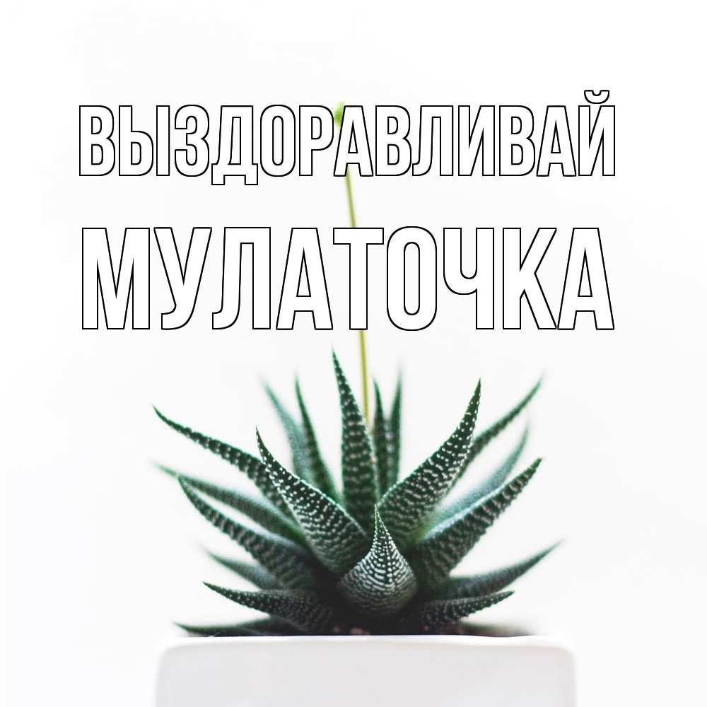 Открытка на каждый день с именем, Мулаточка Выздоравливай короче это непонятная колючка Прикольная открытка с пожеланием онлайн скачать бесплатно 