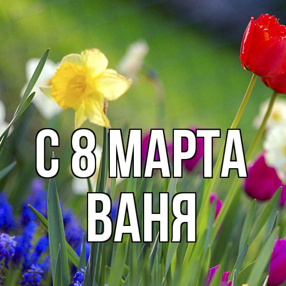 Открытка на каждый день с именем, Ваня C 8 МАРТА международный женский день 3 Прикольная открытка с пожеланием онлайн скачать бесплатно 