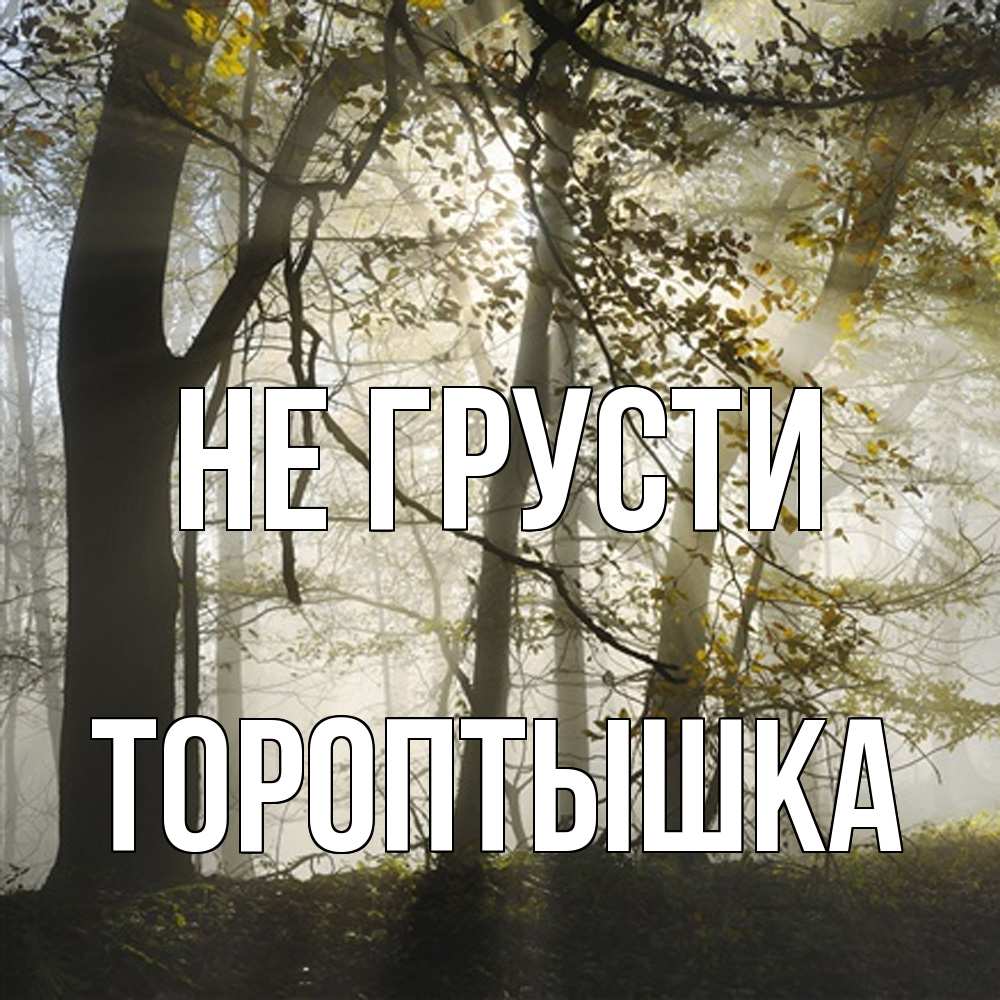 Открытка на каждый день с именем, Тороптышка Не грусти лес и свет Прикольная открытка с пожеланием онлайн скачать бесплатно 