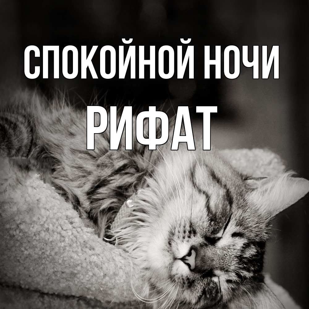 Открытка на каждый день с именем, Рифат Спокойной ночи котярик пушистый Прикольная открытка с пожеланием онлайн скачать бесплатно 