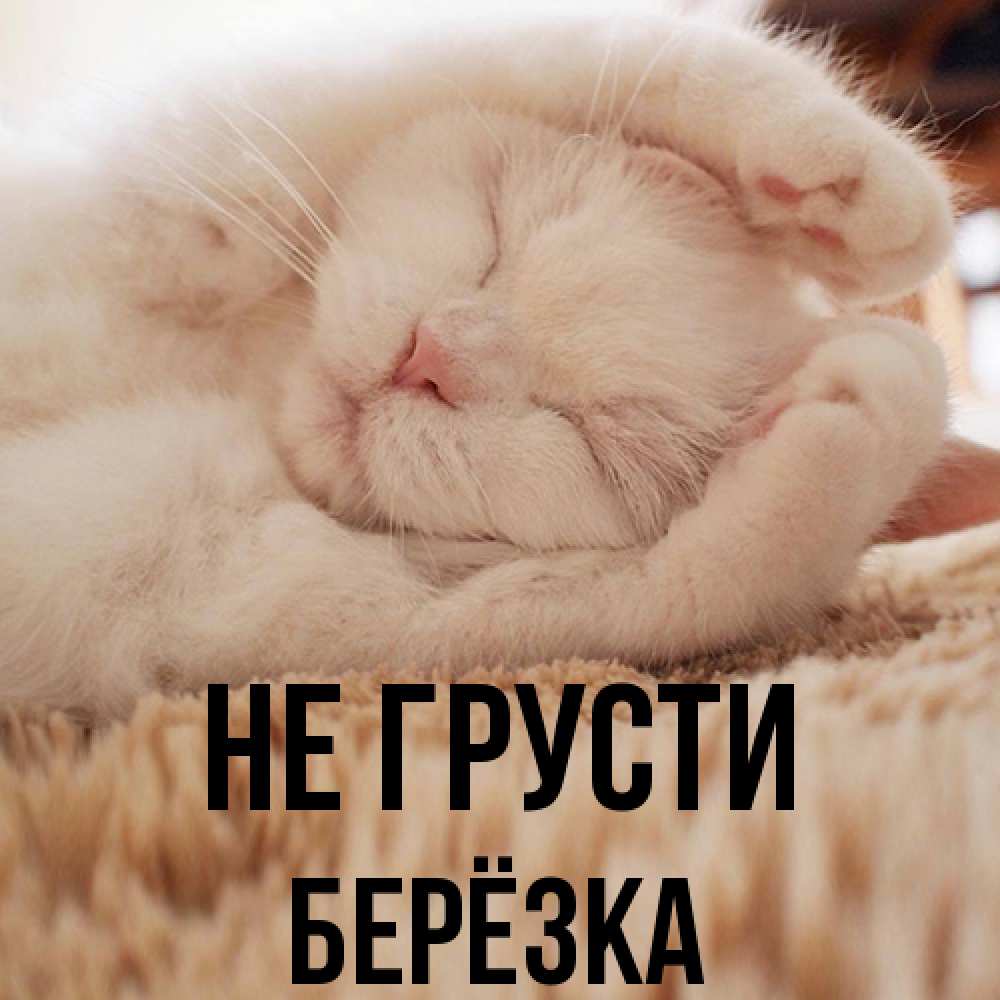 Открытка на каждый день с именем, Берёзка Не грусти Котенок спит Прикольная открытка с пожеланием онлайн скачать бесплатно 