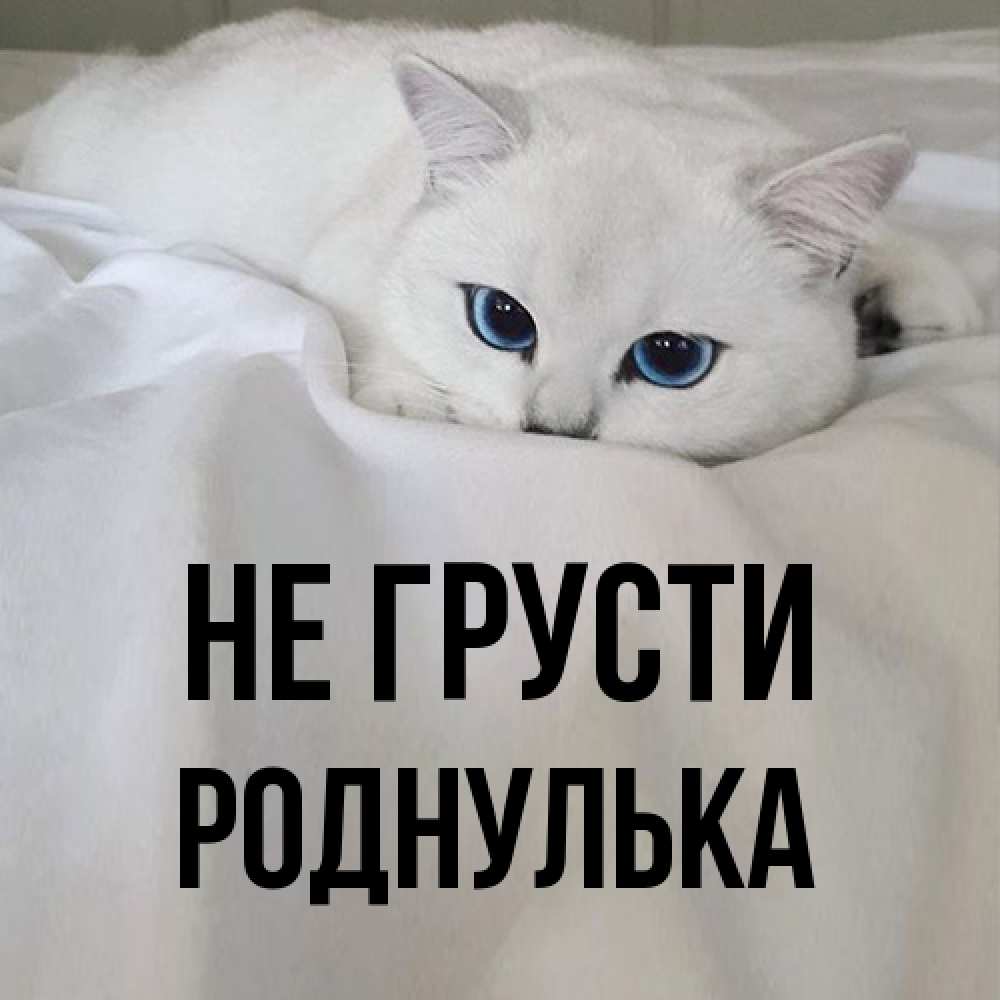 Открытка на каждый день с именем, Роднулька Не грусти Голубоглазая кошка Прикольная открытка с пожеланием онлайн скачать бесплатно 