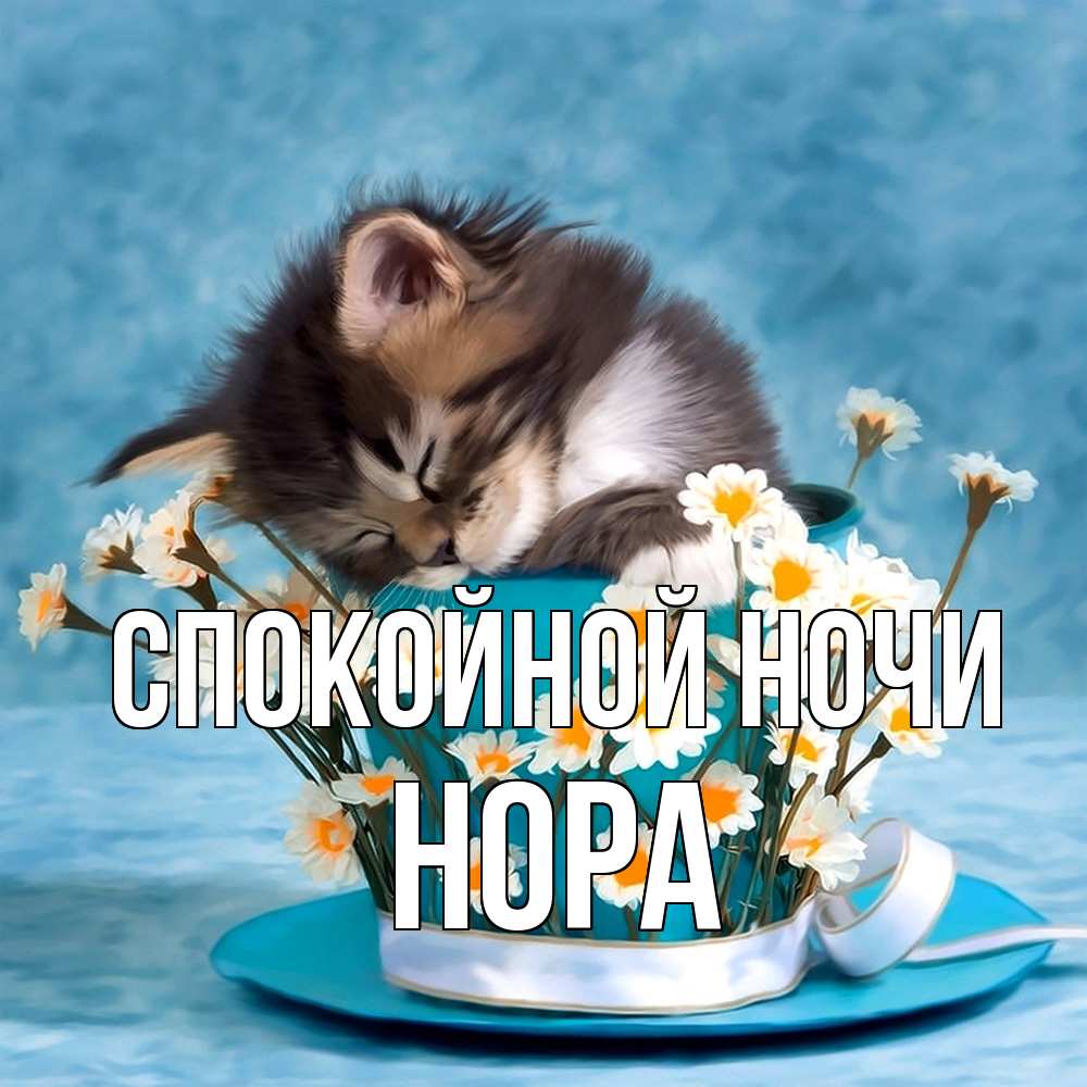 Открытка на каждый день с именем, Нора Спокойной ночи котенок спит в кружке с блюдцем Прикольная открытка с пожеланием онлайн скачать бесплатно 