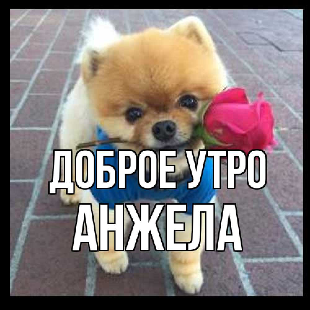 Открытка на каждый день с именем, Анжела Доброе утро роза в зубах Прикольная открытка с пожеланием онлайн скачать бесплатно 