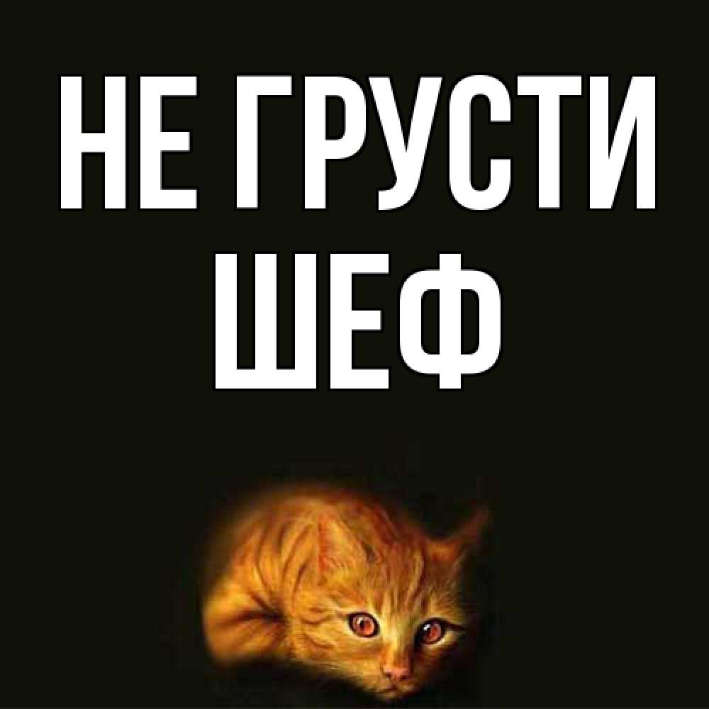 Открытка на каждый день с именем, Шеф Не грусти лежащий кот в темноте Прикольная открытка с пожеланием онлайн скачать бесплатно 