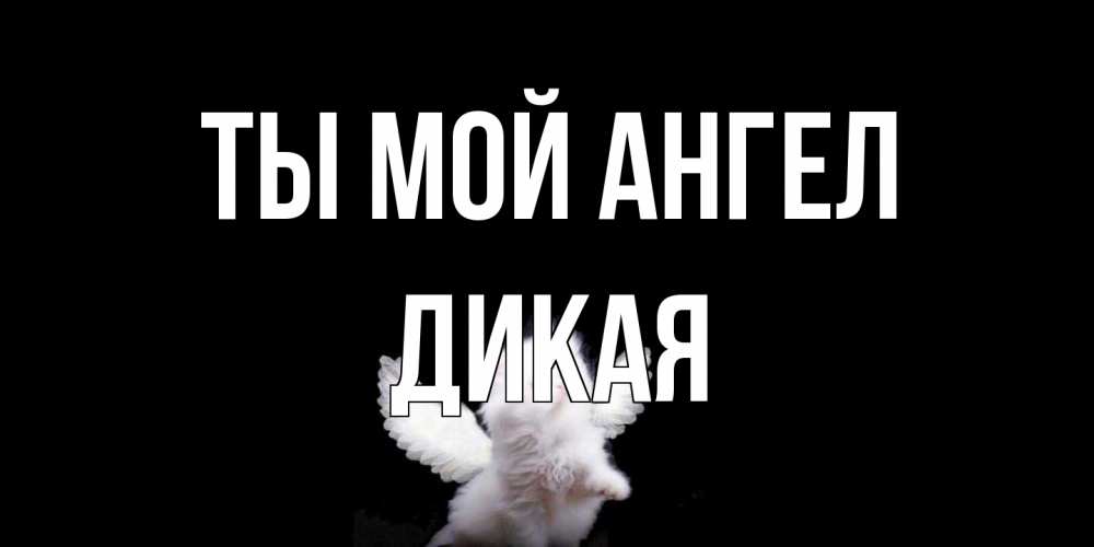 Открытка на каждый день с именем, дикая Ты мой ангел Кот ангел Прикольная открытка с пожеланием онлайн скачать бесплатно 
