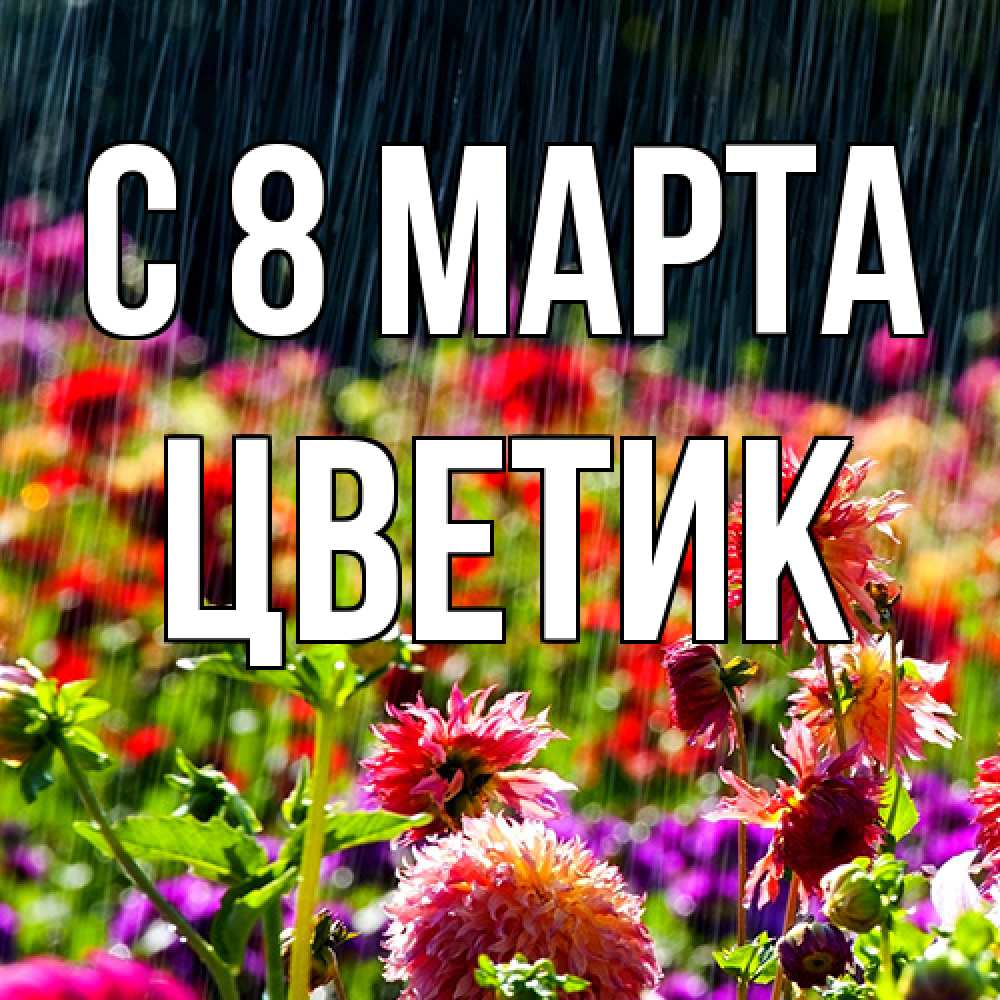 Открытка на каждый день с именем, цветик C 8 МАРТА цветы под дождиком к международному женскому дню Прикольная открытка с пожеланием онлайн скачать бесплатно 