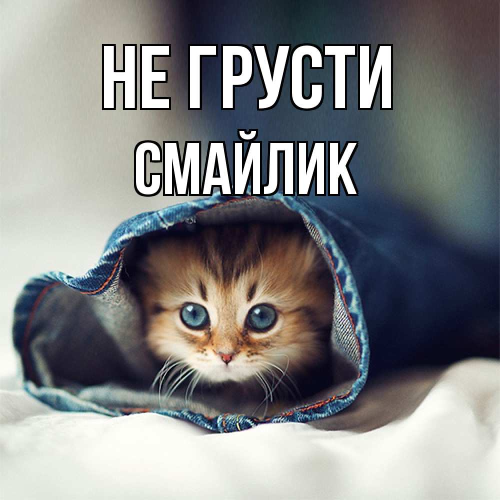 Открытка на каждый день с именем, Смайлик Не грусти кот в одежде Прикольная открытка с пожеланием онлайн скачать бесплатно 