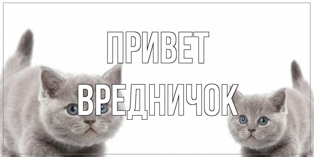 Открытка на каждый день с именем, Вредничок Привет коты Прикольная открытка с пожеланием онлайн скачать бесплатно 