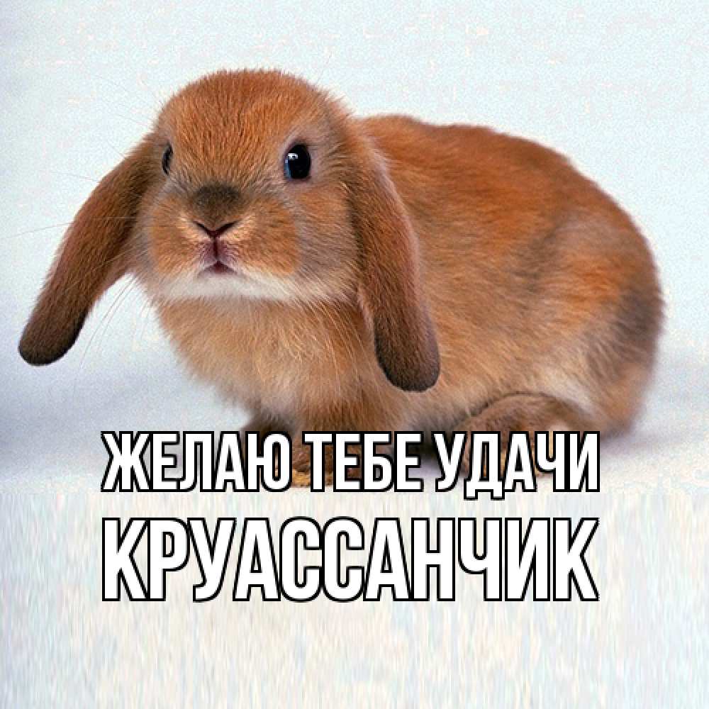 Открытка на каждый день с именем, круассанчик Желаю тебе удачи вставить текст в открытку по выбору Прикольная открытка с пожеланием онлайн скачать бесплатно 