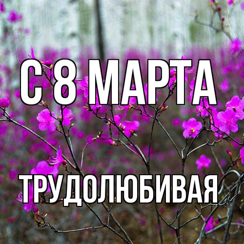 Открытка на каждый день с именем, Трудолюбивая C 8 МАРТА дикие цветы Прикольная открытка с пожеланием онлайн скачать бесплатно 