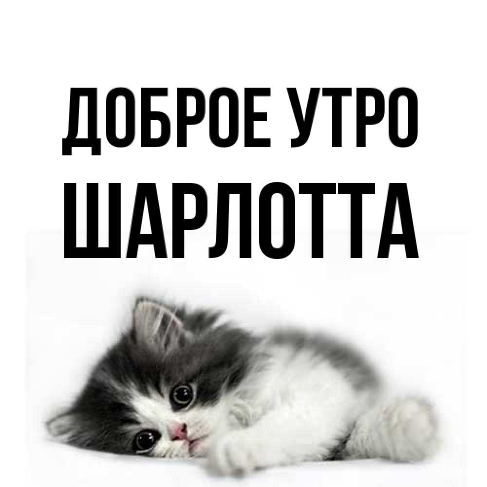 Открытка на каждый день с именем, Шарлотта Доброе утро кот лапки Прикольная открытка с пожеланием онлайн скачать бесплатно 