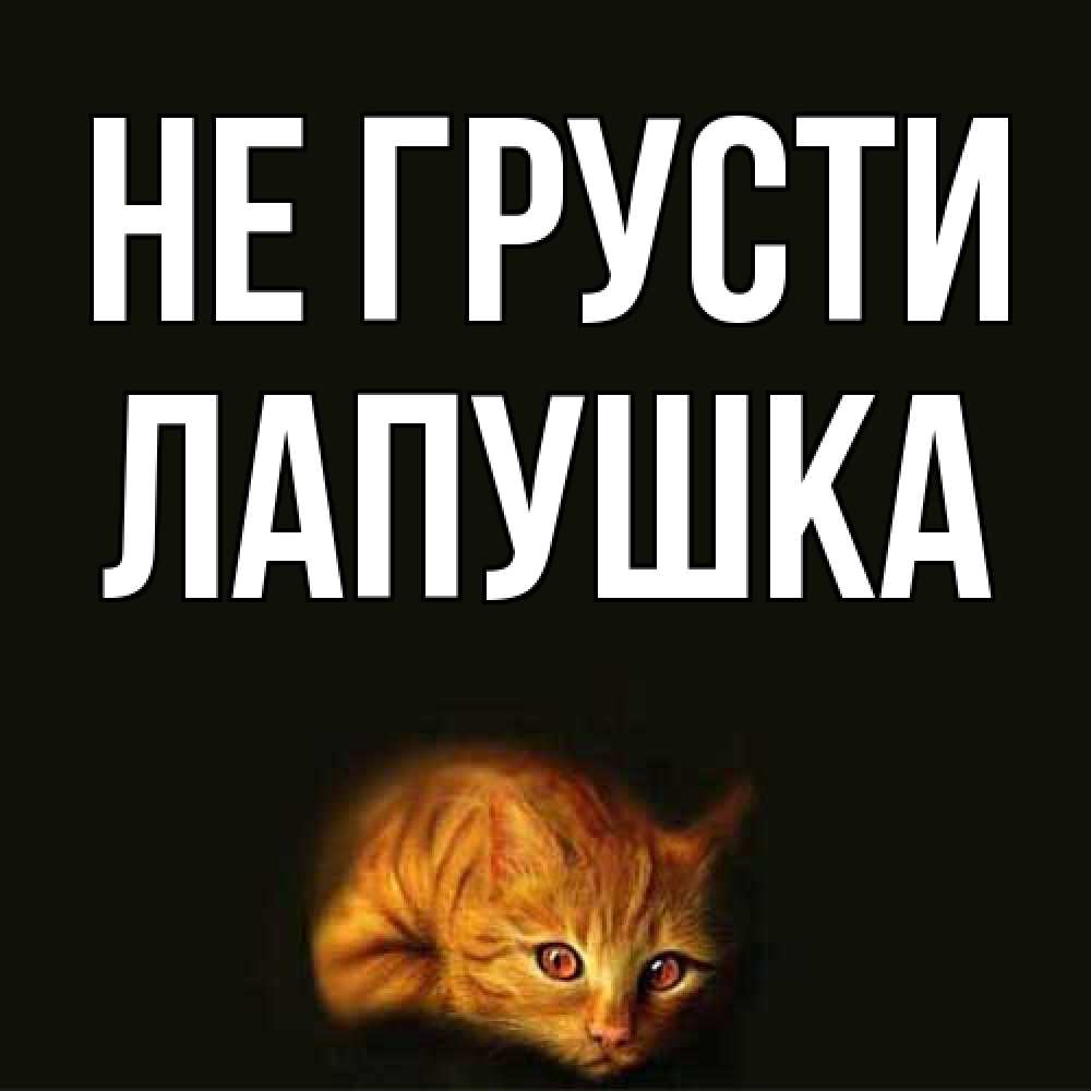 Открытка на каждый день с именем, лапушка Не грусти лежащий кот в темноте Прикольная открытка с пожеланием онлайн скачать бесплатно 