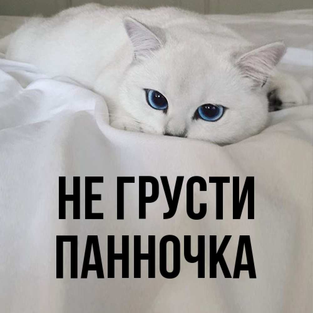 Открытка на каждый день с именем, Панночка Не грусти Голубоглазая кошка Прикольная открытка с пожеланием онлайн скачать бесплатно 