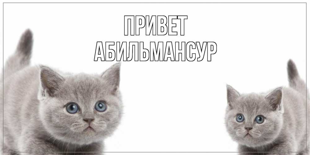 Открытка на каждый день с именем, Абильмансур Привет коты Прикольная открытка с пожеланием онлайн скачать бесплатно 