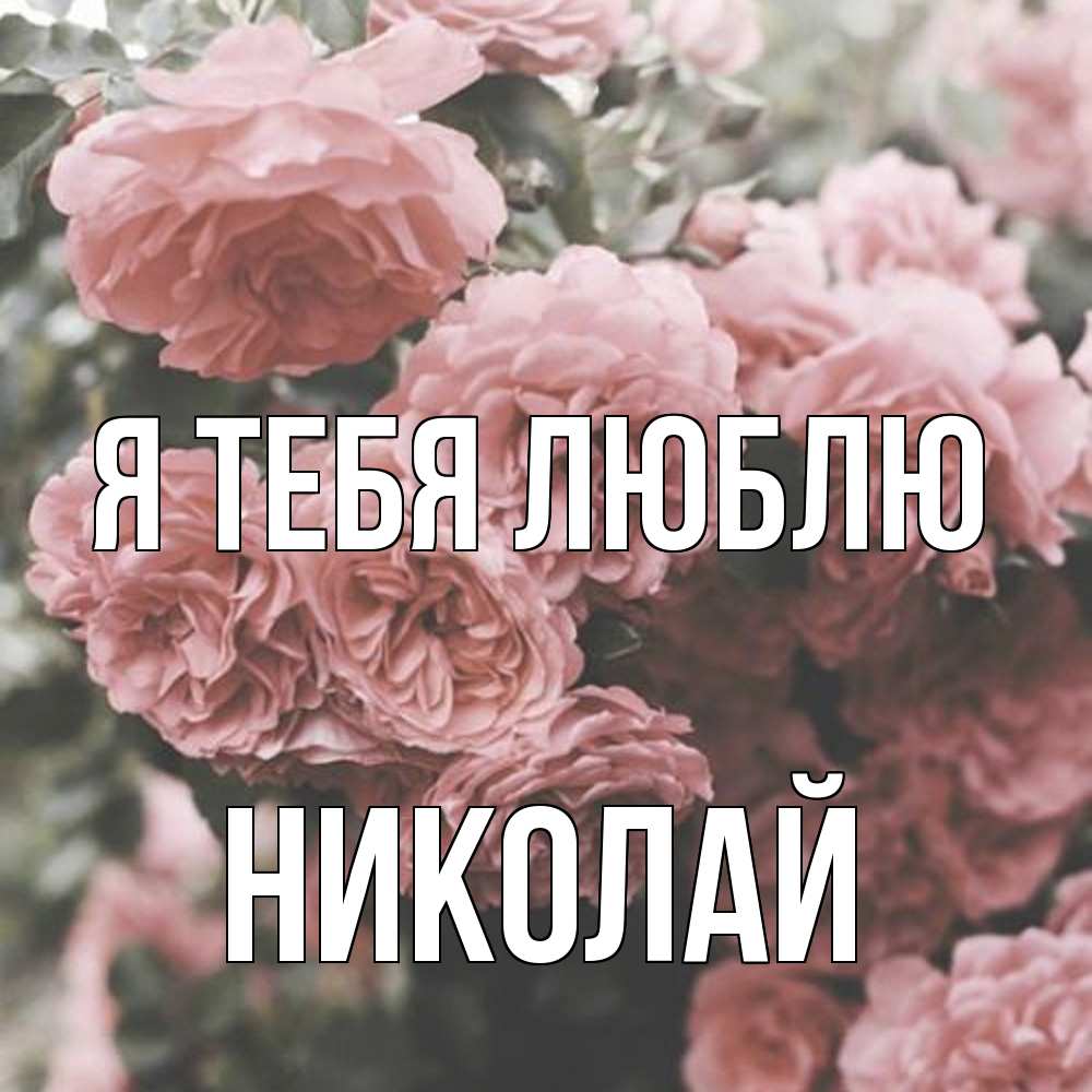Открытка на каждый день с именем, Николай Я тебя люблю розы 3 Прикольная открытка с пожеланием онлайн скачать бесплатно 