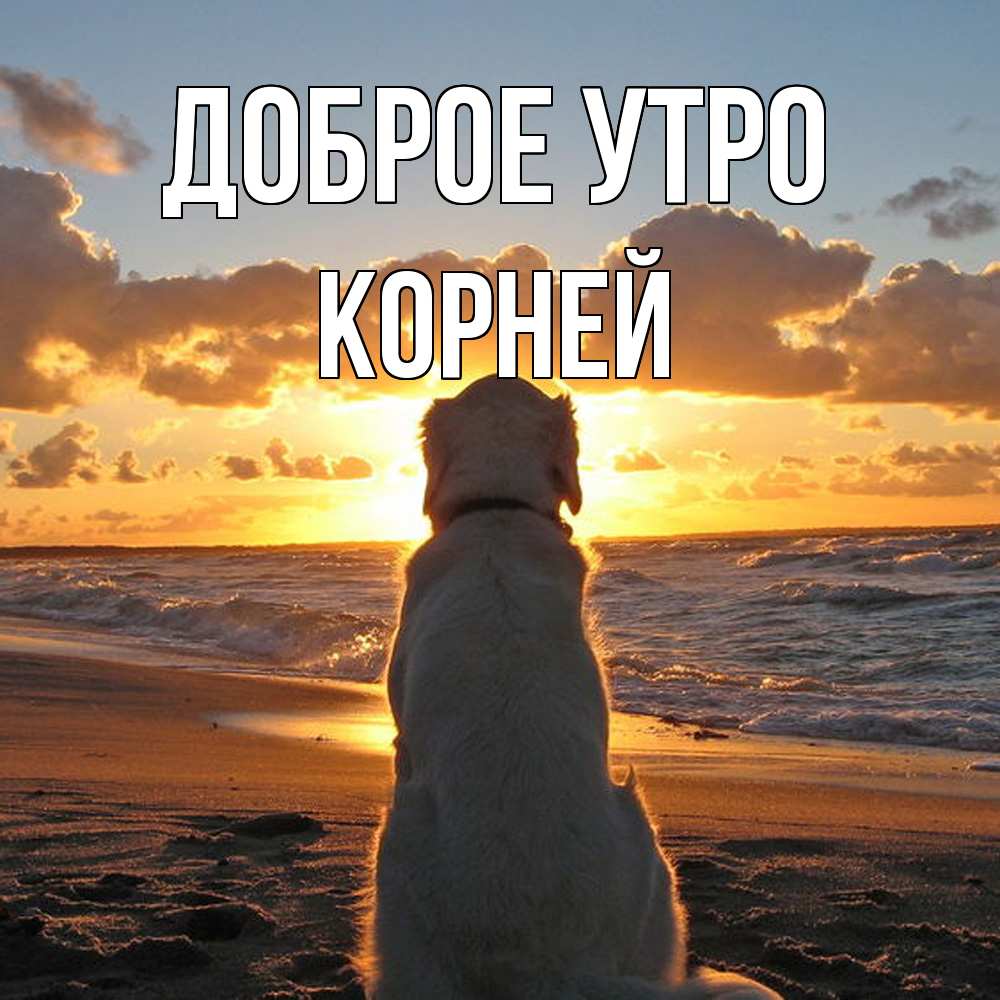 Открытка на каждый день с именем, Корней Доброе утро восход солнца Прикольная открытка с пожеланием онлайн скачать бесплатно 