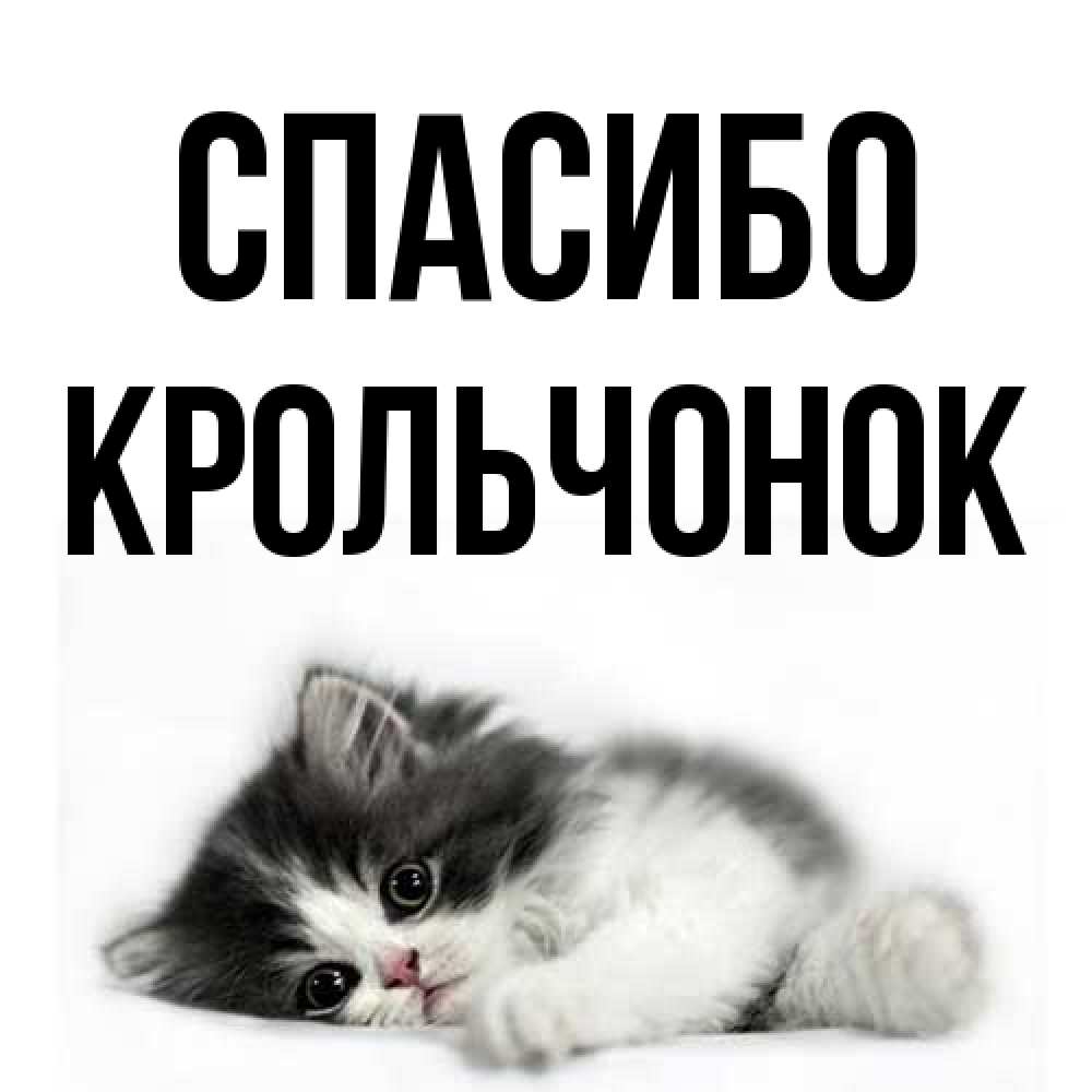 Открытка на каждый день с именем, Крольчонок Спасибо черный и белый кот Прикольная открытка с пожеланием онлайн скачать бесплатно 