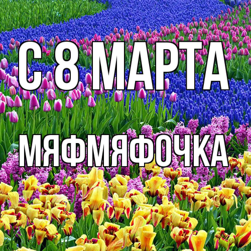 Открытка на каждый день с именем, мяфмяфочка C 8 МАРТА цветы Прикольная открытка с пожеланием онлайн скачать бесплатно 