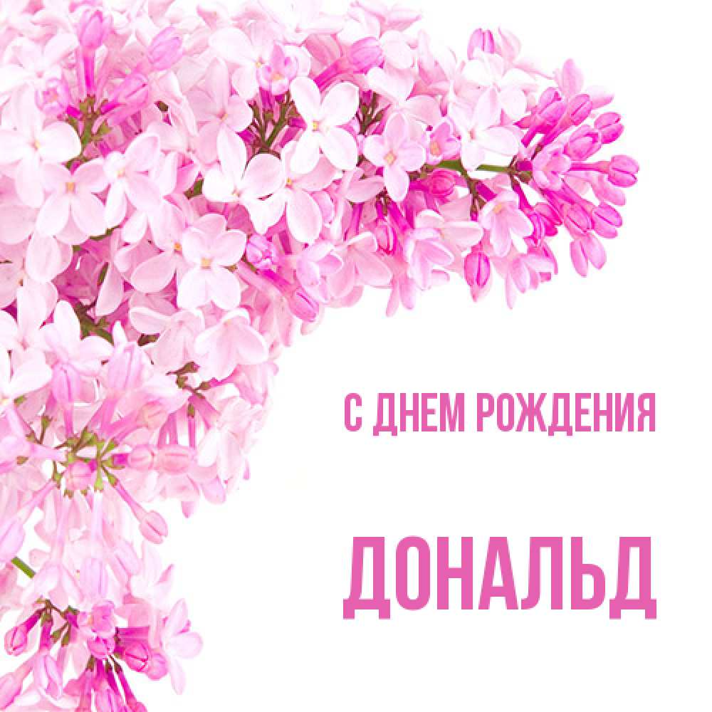 Открытка на каждый день с именем, Дональд С днем рождения Сирень на белом фоне Прикольная открытка с пожеланием онлайн скачать бесплатно 