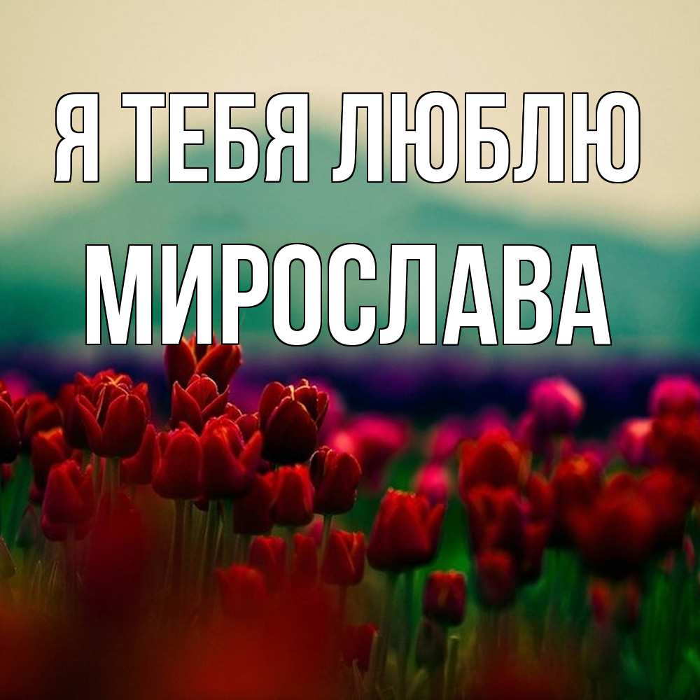 Открытка на каждый день с именем, Мирослава Я тебя люблю тюльпаны 4 Прикольная открытка с пожеланием онлайн скачать бесплатно 