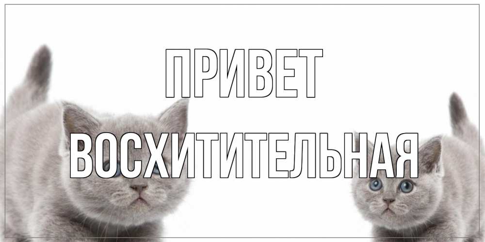 Открытка на каждый день с именем, восхитительная Привет коты Прикольная открытка с пожеланием онлайн скачать бесплатно 